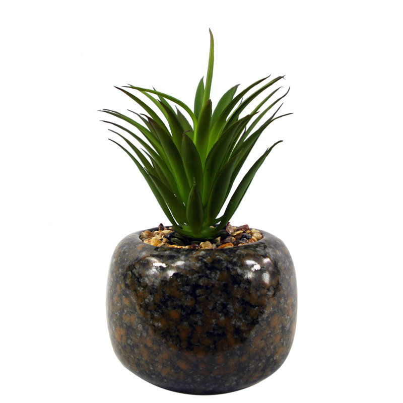 Annistin 18cm Plant