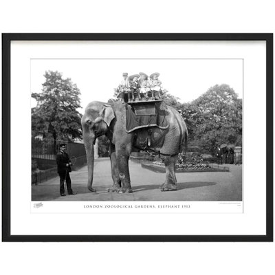 London Zoological Gardens, Elephant 1913 by Francis Frith - Single Picture Frame Print