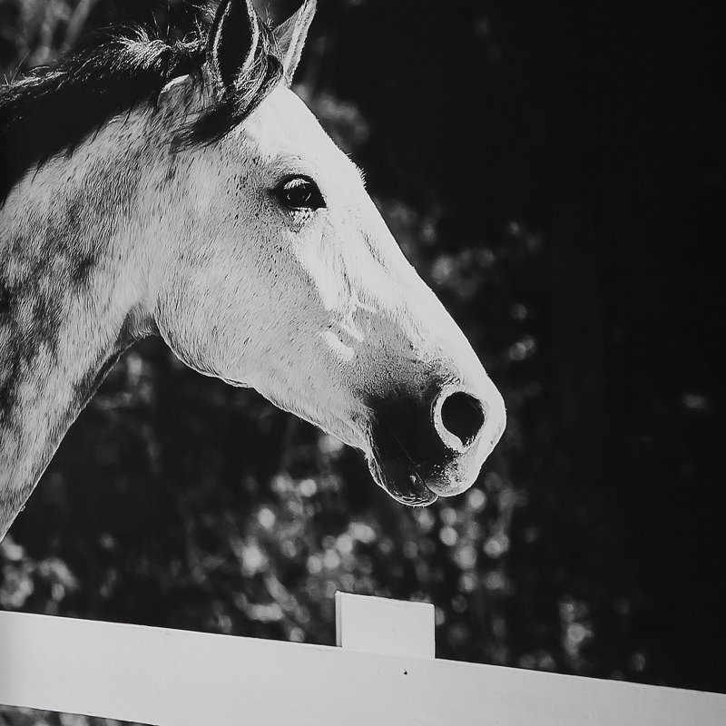 Galloping Forward Black and White Horse Print Set