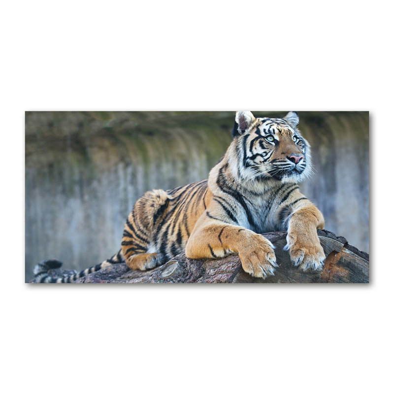 Tiger - Wrapped Canvas Print