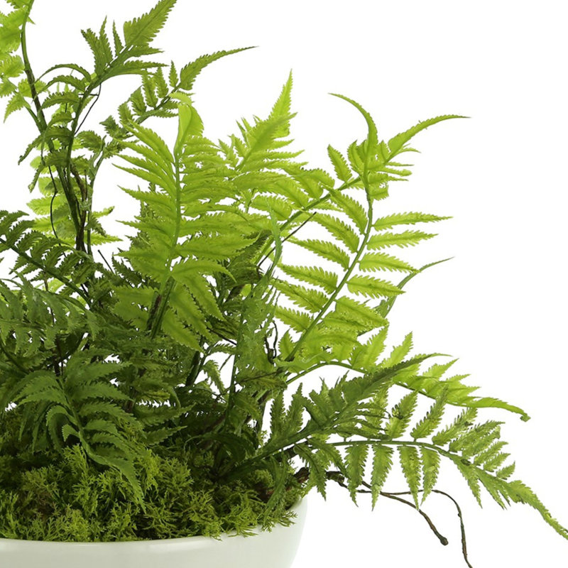 Mountain Fern and Moss Arrangement