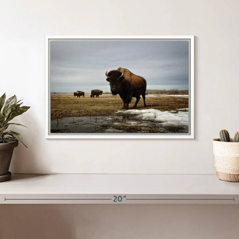 Bison Cloud Day, Cadre flottant blanc, 13 po x 9 po