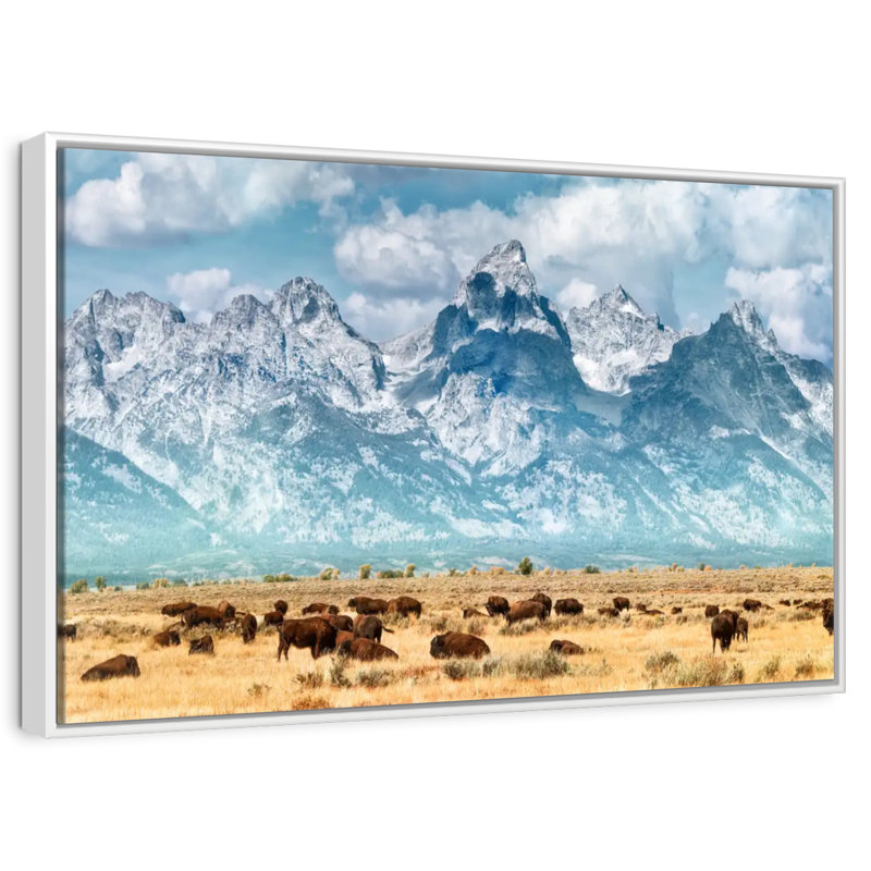 Troupeau de bisons à Grand Teton, Cadre flottant blanc, 43 po x 29 po