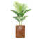 Panama Palm Tree in Planter
