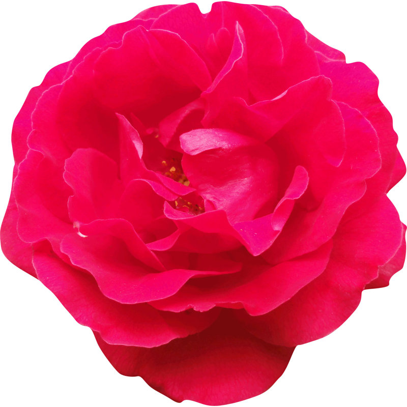 Adhésif décoratif rose Goulart, 24 po x 24 po