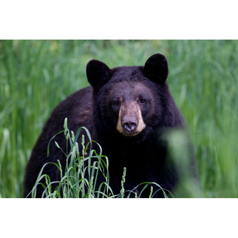 Black Bear - Wrapped Canvas Print, 30cm H x 46cm W