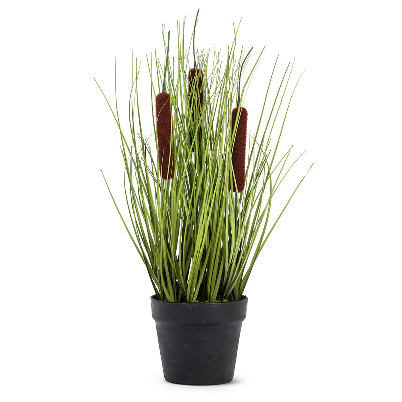 Quenouille en pot