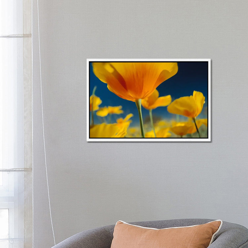 Mexican Golden Poppy, New Mexico by Tim Fitzharris - Gallery-Wrapped Canvas Giclée on Canvas, White Framed