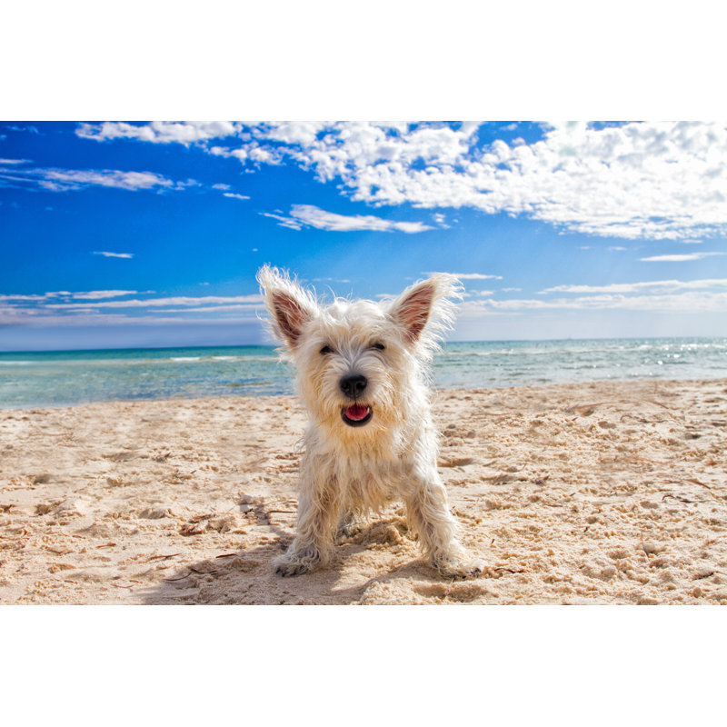 Happy Dog At The Beach by Tom_Coultas - Wrapped Canvas Print, 61cm H x 91cm W