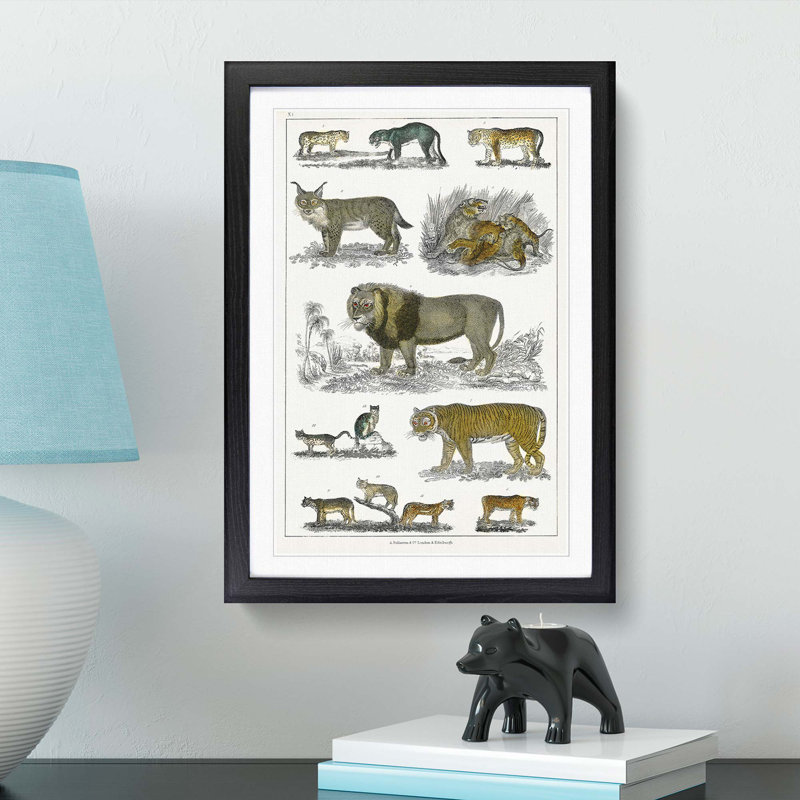 Cats & Big Cats by Oliver Goldsmith - Picture Frame Graphic Art Print, 48cm H x 36cm W x 2cm D, Black Framed