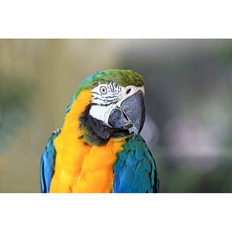 Macaw - Wrapped Canvas Print, 81cm H x 122cm W x 3.8cm D