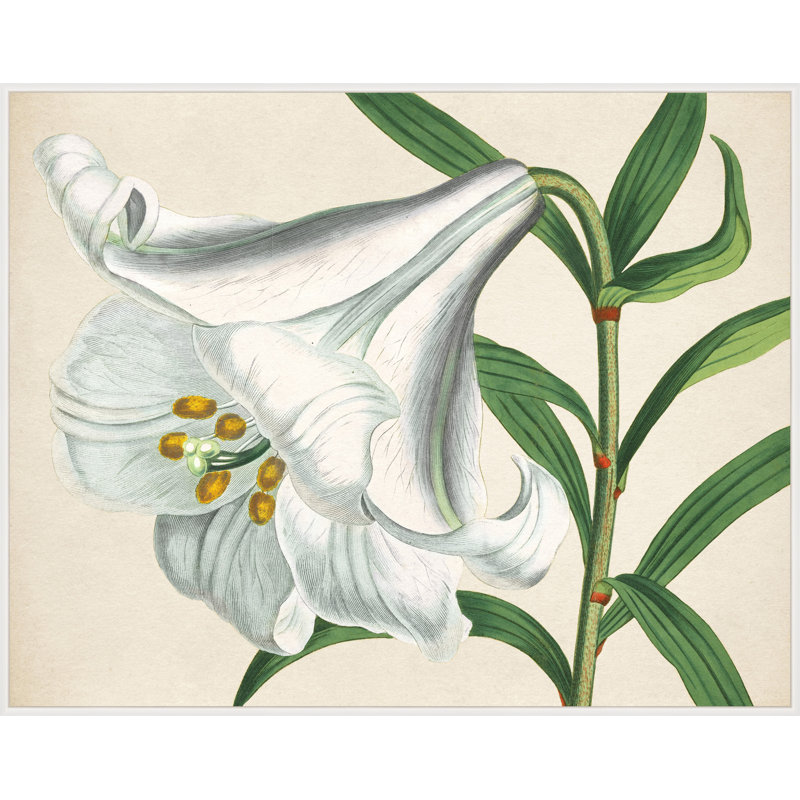 White Blooms 1' Framed Print on Canvas