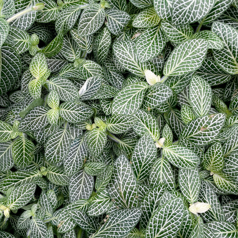 Live White Fittonia Nerve Plant in Classic Pot, White