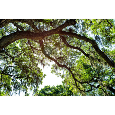 " Oak Trees "