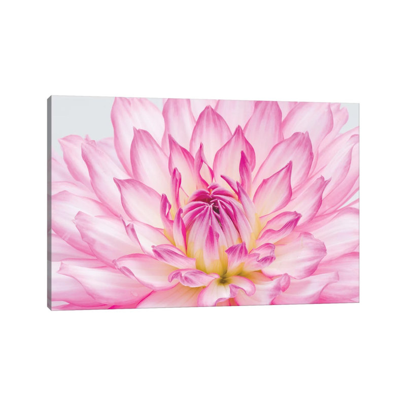 Dahlia. par Alan Majchrowicz - Estampe numérique sur toile tendue avec châssis, H 8 po x l 12 po x P 0,75 po