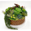 Conception succulente dans un vase circulaire en bois texturé brun clair