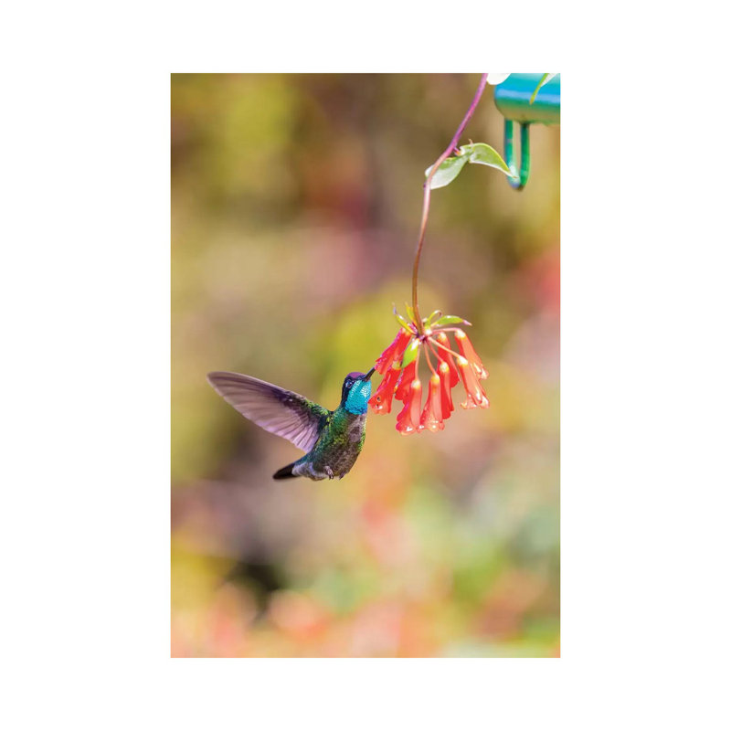 Central America, Costa Rica. Male Talamanca Hummingbird Feeding. by Jaynes Gallery - Wrapped Canvas Gallery-Wrapped Canvas Giclée