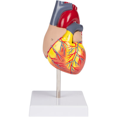 Human Heart Learning Tool