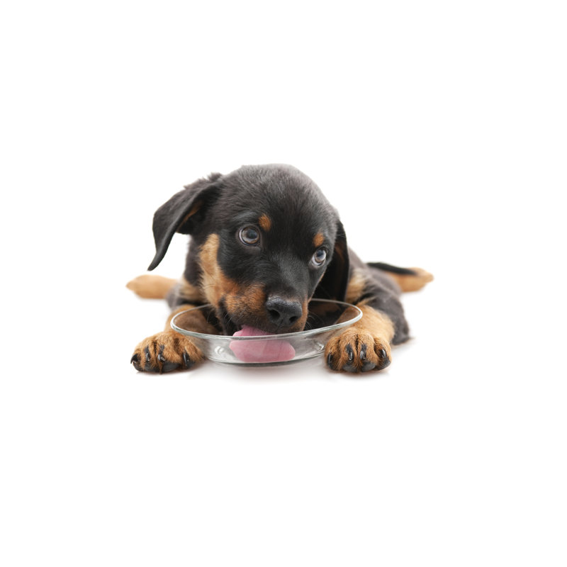 Thirsty Dog by 101cats - Print, 30cm H x 46cm W