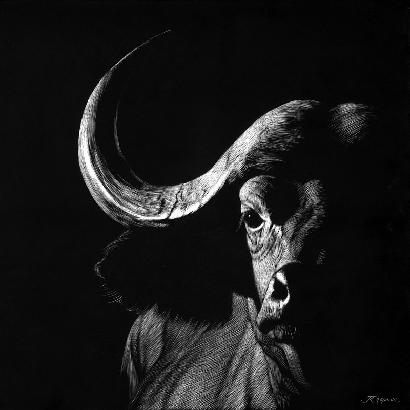 Wildlife Scratchboards VIII - Wrapped Canvas Print, 76cm H x 76cm W x 3.8cm D