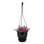 Live Tradescantia Nanouk Plant-2018534587