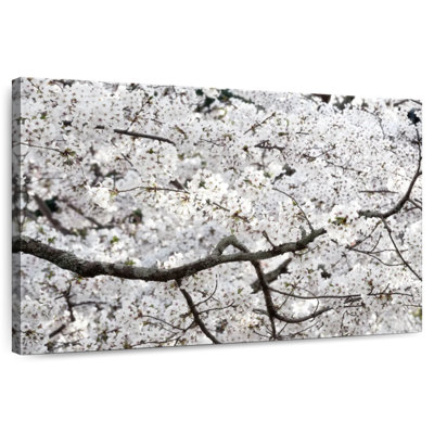 Fleur de cerisier Harnek Sakura