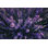 Lavender Fields par - Photographie de toile tendue