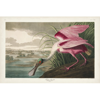 Pl 321 Roseate Spoonbill