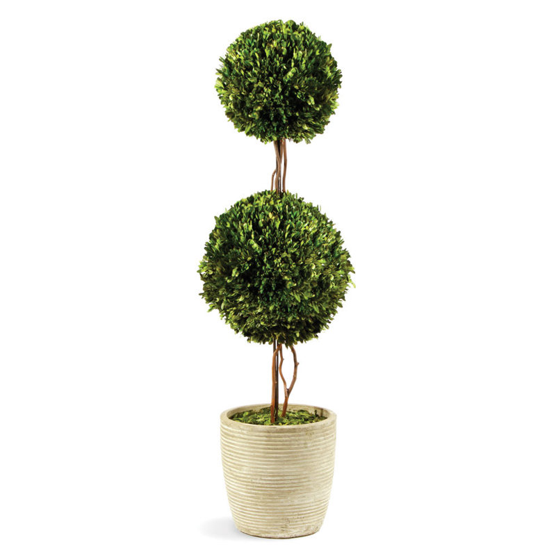 Preserved Boxwood Double Ball Topiary in Pot, 28" H x 8.5" W x 8.5" D