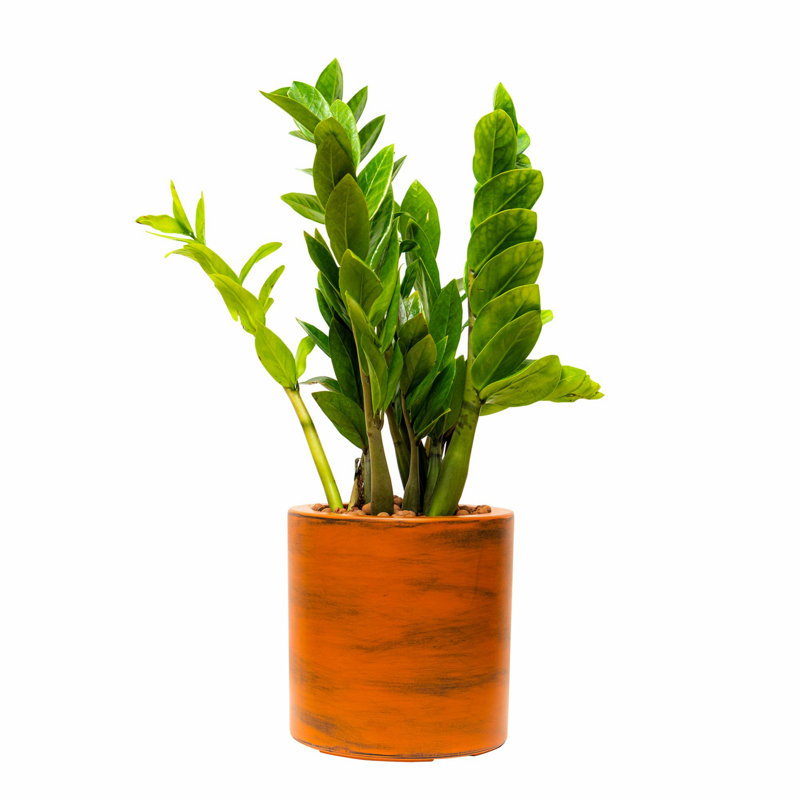Plastic Planter For Home