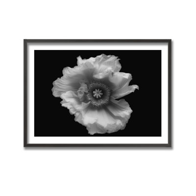 Nature Inspired Poppy in Mono by  - Picture Frame Photograph on Paper