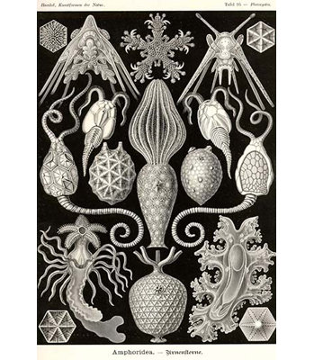 « amphoridea », impression