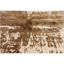 Hand Knotted Area Rug in Cream