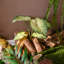 Plante artificielle 19,6 po