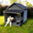 Large Dog House