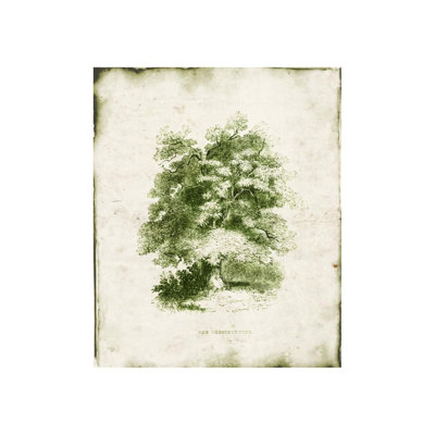 Zoey Riley " Evergreen VI "