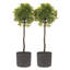 Aben Pot Planter-1836459498
