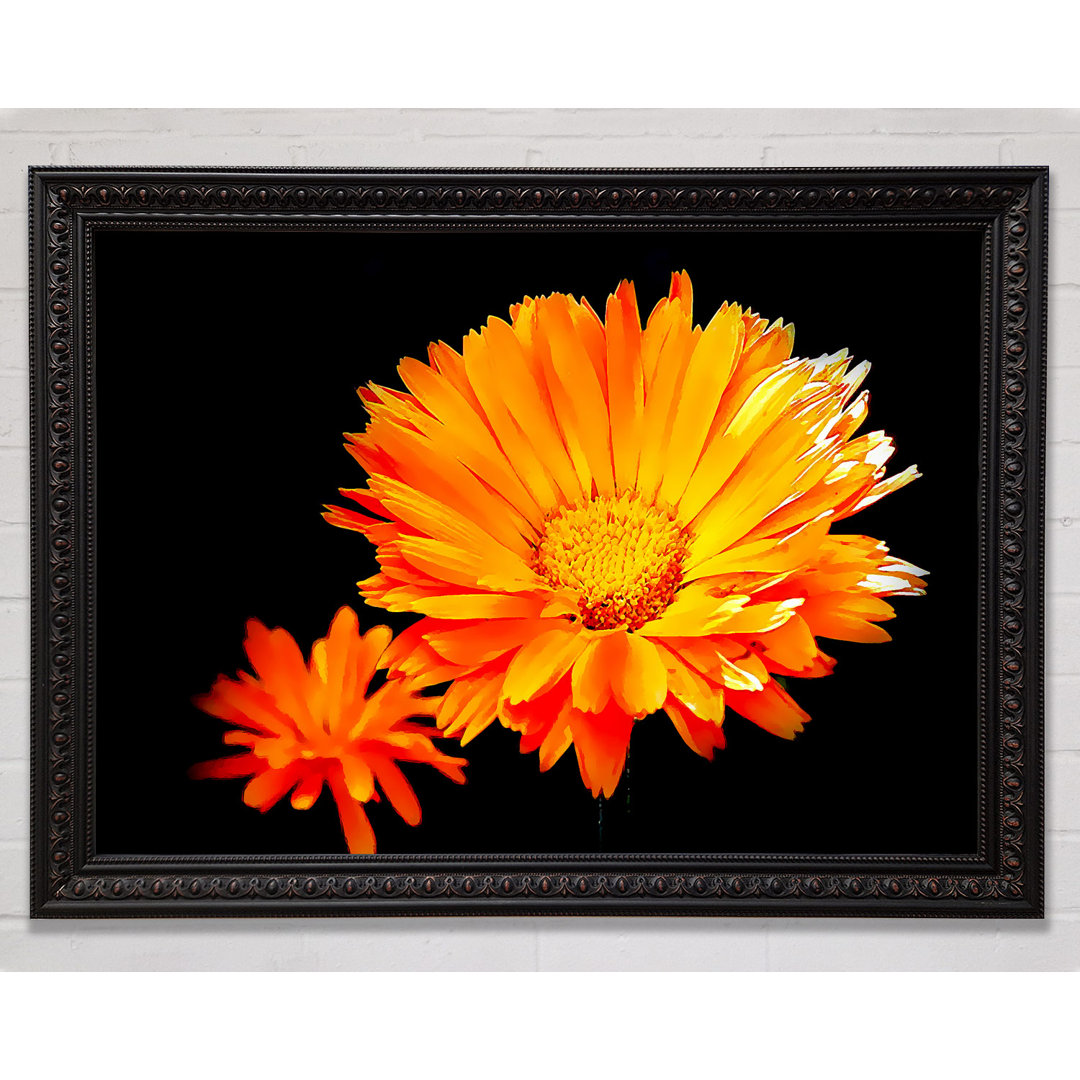 Vibrant Orange Gerberas - Einzelne Bilderrahmen Kunstdrucke