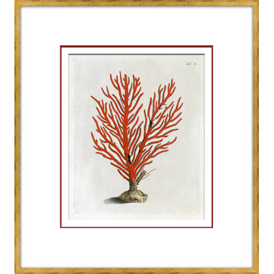 Coral In Red 6 Giclee Print by Dana Gibson