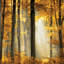 «Sunlit Forest II», impression sur toile-73164918-73164919-20893419