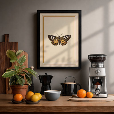 Butterfly Specimen Study Botanical - Print