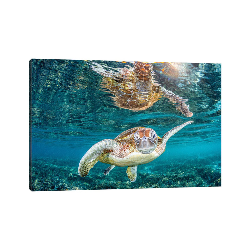Turtle Wink by Jordan Robins - Wrapped Canvas Print, 20.32 cm H x 30.48 cm W
