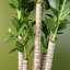 75cm Faux Plant in Pot Liner