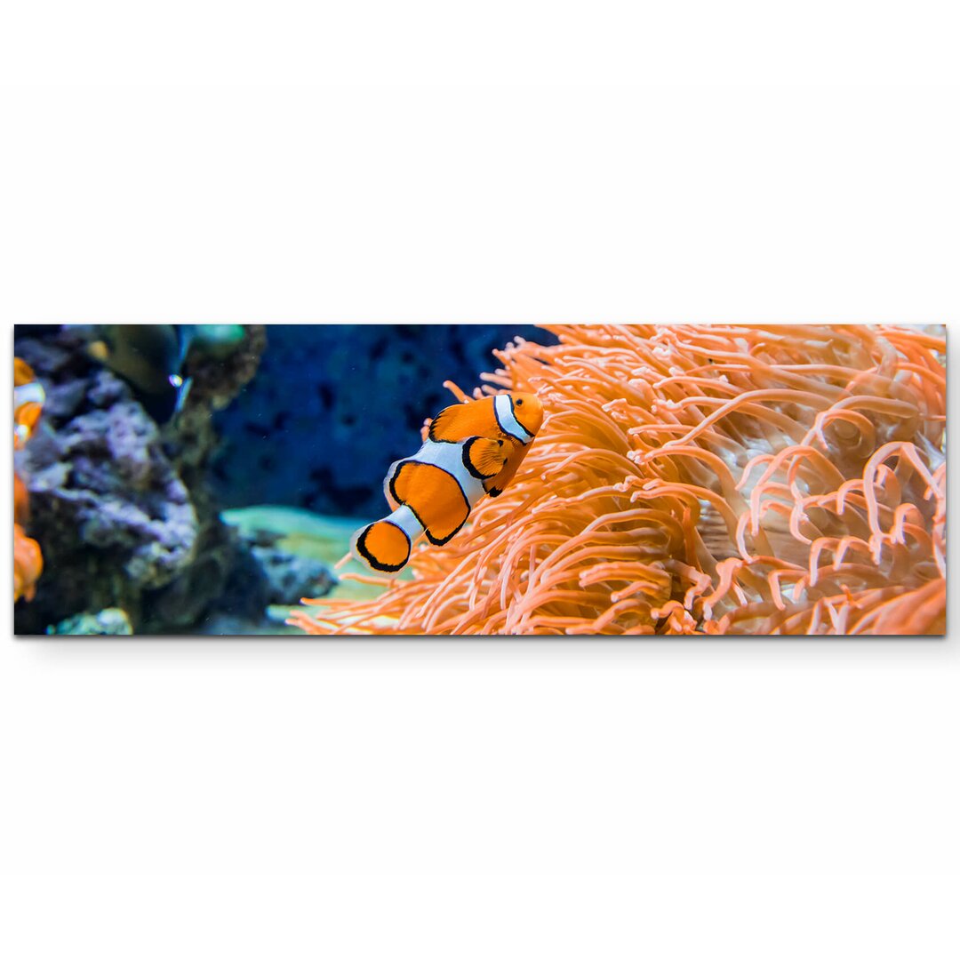 Leinwandbild Clownfisch und Seeanemone