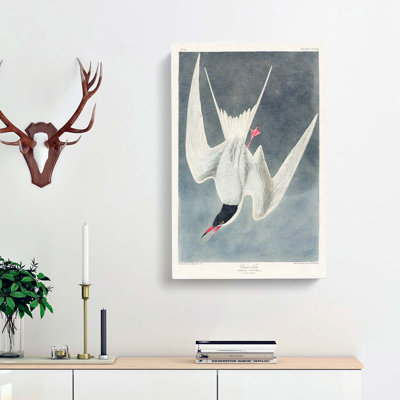 Great Tern Bird by John Audubon - Wrapped Canvas