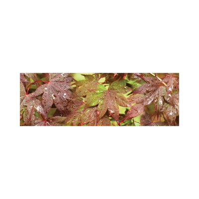 Close-Up of Japanese Maple Leaves I 1 Piece Wrapped Canvas Panoramic Wall Art