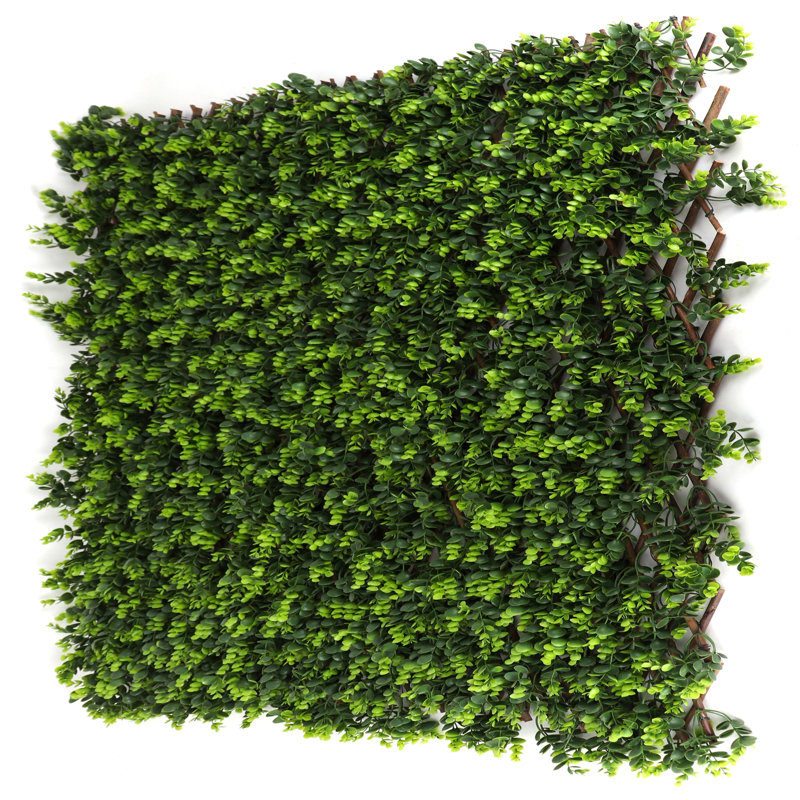 Plante de 20 po