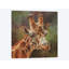 «Giraffe Portrait II», impression sur toile-33109353-72414907-72414912