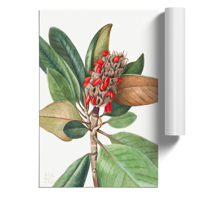 Southern Magnolia by Mary Vaux Walcott - Frameless Print
