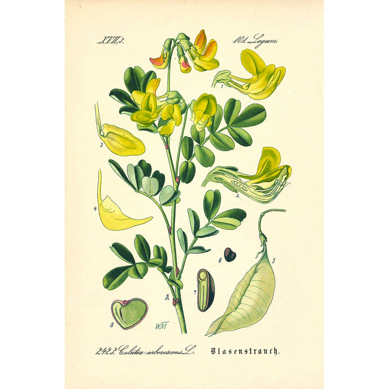 " Vintage Botanical Seed Pods ", 18" H x 12" W x 1.25" D